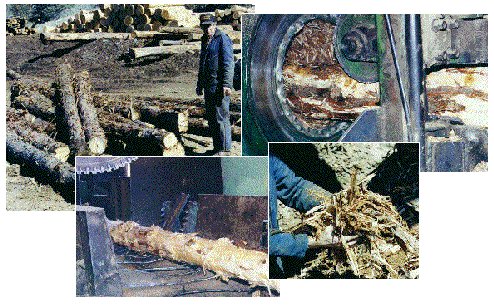 Debarking Images from Klamath Veneer - 81.4 K